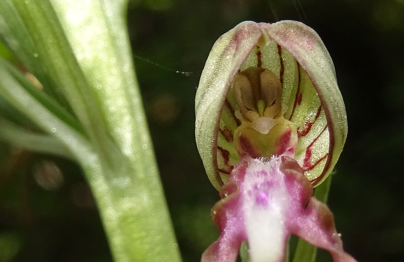 Himantoglossum adriaticum - Rovereto (TN)